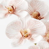Latte real-touch phalaenopsis infused orchid alt view 2