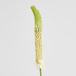 Foxtail Stem 84cm - Cream Green - Premium Artificial Wedding Flowers by Sonder & Stone Boutique