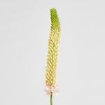 Foxtail Stem 84cm - Pink - Premium Artificial Wedding Flowers by Sonder & Stone Boutique
