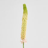 Foxtail Stem 84cm - Pink - Premium Artificial Wedding Flowers by Sonder & Stone Boutique