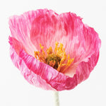 Iceland Poppy Stem - Fuschia - Premium Artificial Wedding Flowers by Sonder & Stone Boutique