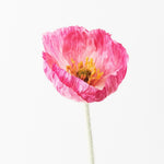 Iceland Poppy Stem - Fuschia - Premium Artificial Wedding Flowers by Sonder & Stone Boutique
