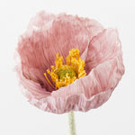 Iceland Poppy Stem - Lavender - Premium Artificial Wedding Flowers by Sonder & Stone Boutique