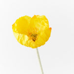 Iceland Poppy Stem - Yellow - Premium Artificial Wedding Flowers by Sonder & Stone Boutique