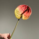 Artificial flowers Large Anthurium Stem - Coral - Sonder + Stone Boutique