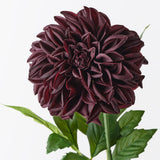 Real-Touch Large Pom Pom Dahlia - Black Plum - Premium Artificial Wedding Flowers by Sonder & Stone Boutique