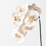 Real-Touch Phalaenopsis Infused Orchid - Dove - Premium Artificial Wedding Flowers by Sonder & Stone Boutique