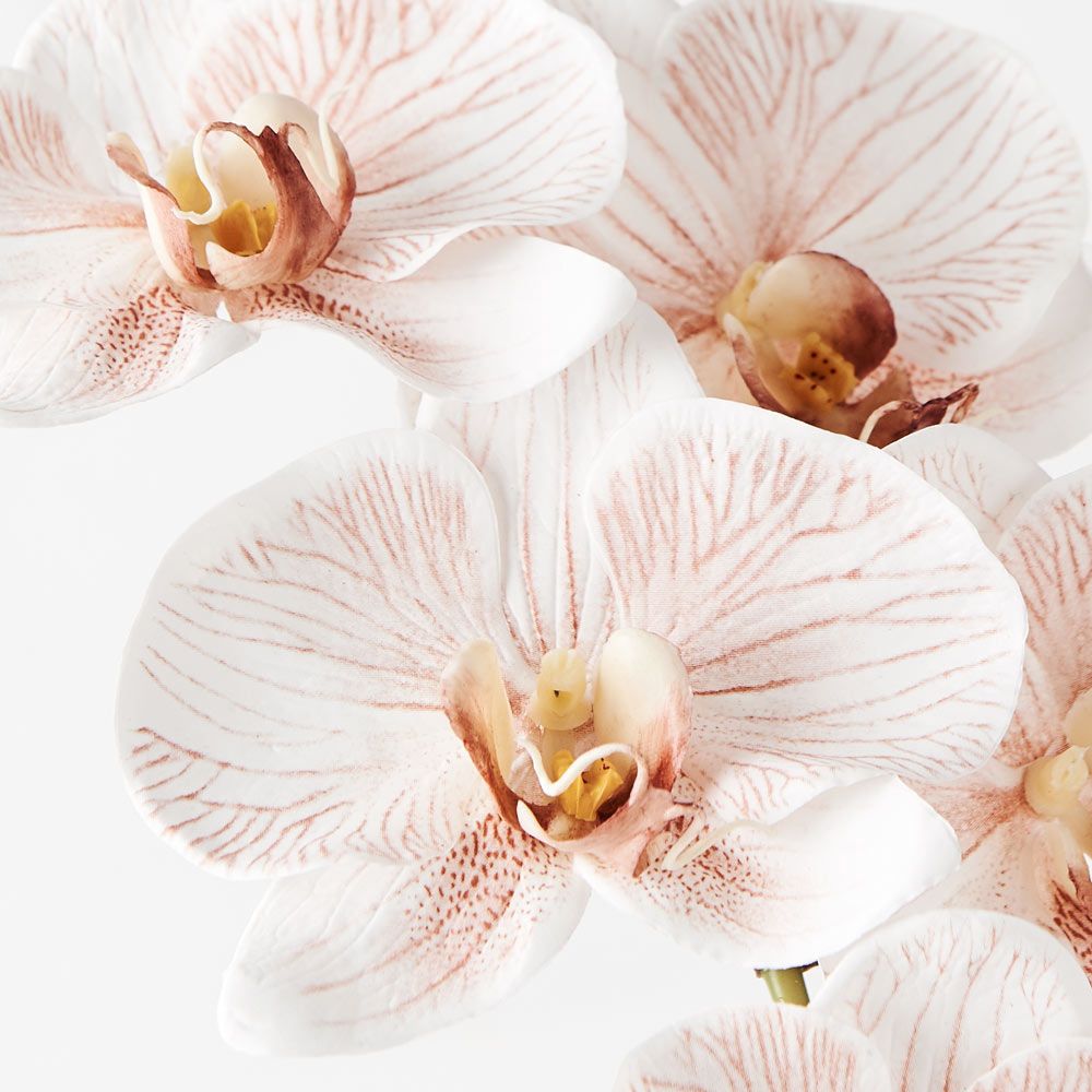 Real-Touch Phalaenopsis Infused Orchid - Latte - Premium Artificial Wedding Flowers by Sonder & Stone Boutique