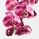 Real-Touch Phalaenopsis Orchid Spray - Hot Pink - Premium Artificial Wedding Flowers by Sonder & Stone Boutique