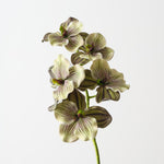 Vanda Orchid 66cm - Green Eggplant - Premium Artificial Wedding Flowers by Sonder & Stone Boutique